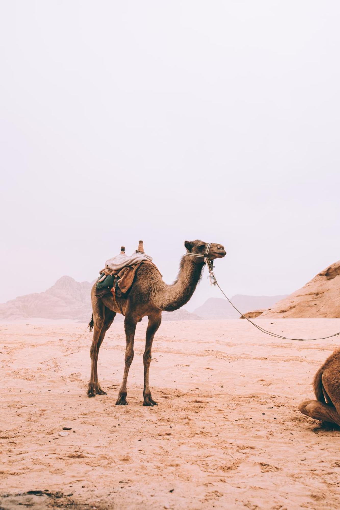 Hotel Khaled'S Camp Wadi Rum Esterno foto